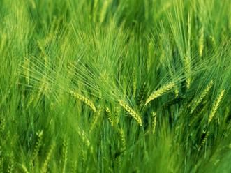 Barley Grass seed Hordeum vulgare